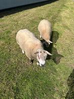 Schapen, Dieren en Toebehoren, Mannelijk, Schaap