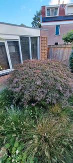 Grote Japanse Esdoorn, Tuin en Terras, Planten | Bomen, Ophalen, Halfschaduw, Overige soorten