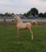 4 Mooie NWR/WPBR hengstveulens, Dieren en Toebehoren, Dressuurpony, Niet van toepassing, 0 tot 2 jaar, Hengst