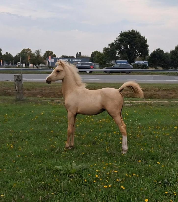 4 Mooie NWR/WPBR hengstveulens, Dieren en Toebehoren, Pony's, Hengst, Niet van toepassing, D pony (1.37m tot 1.48m), Dressuurpony