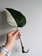 Monstera Variegata (reverted), Ophalen of Verzenden, Overige soorten, Minder dan 100 cm