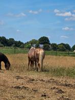 Winter  locatie GZ, Dieren en Toebehoren, Stalling en Weidegang, Weidegang, 2 of 3 paarden of pony's