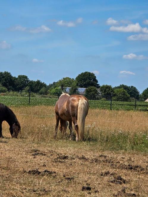 Winter  locatie GZ SPOEDSPOED, Dieren en Toebehoren, Stalling en Weidegang, Weidegang, 2 of 3 paarden of pony's