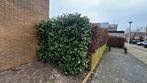 Laurierstruik gratis - 3m x 2m x 1.5 meter, Tuin en Terras, Ophalen, Laurier, Struik, 100 tot 250 cm