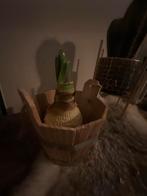 Amaryllis bol, Ophalen of Verzenden, Volle zon, Knol