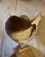 Koppel holle kroppers. Mooie sierduiven., Meerdere dieren, Kropper