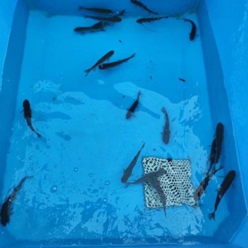 Graskarper 21-25 cm  €16.50 per stuk, Dieren en Toebehoren, Vissen | Vijvervissen, Karper of Koi