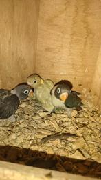 Baby dwergpapagaien voor handtam, Dieren en Toebehoren, Geslacht onbekend, Dwergpapegaai of Agapornis