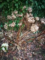 Hydrangea macrophylla 1x gratis heester, Vaste plant, Halfschaduw, Zomer, Ophalen