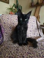 Maine coon kitten 2 poesjes / shaded lijn,, Kater, Ontwormd