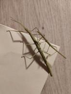 Wandalen stick insect alle maten en stadia, Dieren en Toebehoren, Wandelende tak