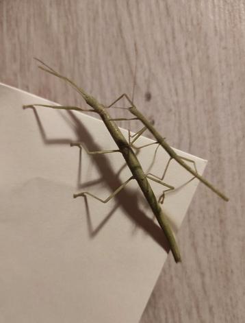 Wandalen stick insect alle maten en stadia beschikbaar voor biedingen