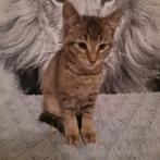 Lieve Kitten te koop, Dieren en Toebehoren, Katten en Kittens | Overige Katten, Kater