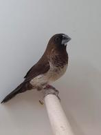 Japanse meeuwen, Dieren en Toebehoren, Vogels | Overige Vogels, Meerdere dieren, Tropenvogel, Geringd