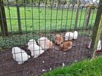 Jonge cochin krielen, Dieren en Toebehoren, Pluimvee, Meerdere dieren, Kip