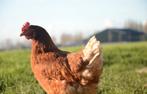 1 kipje, Dieren en Toebehoren, Vrouwelijk, Kip