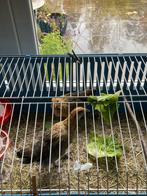 Cavia kooi ter overname. Zie foto‘s., Dieren en Toebehoren, Vogels | Overige Vogels