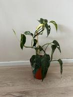 Epipremnum pinnatum variegata, Huis en Inrichting, Kamerplanten, Overige soorten, Minder dan 100 cm, Ophalen of Verzenden, Halfschaduw
