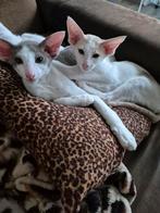 2 oosterse korthaar kittens beschikbaar, Meerdere dieren, Ontwormd, 0 tot 2 jaar