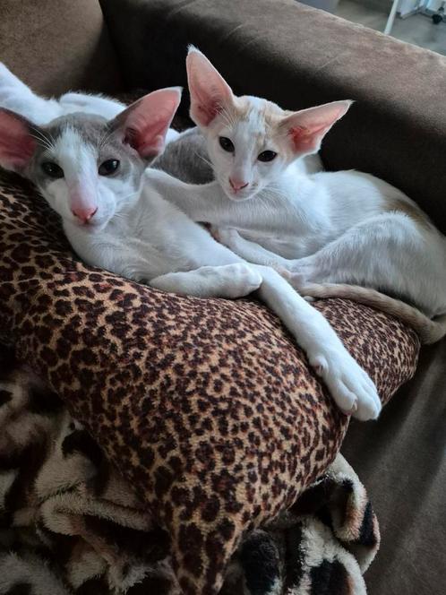 2 oosterse korthaar kittens beschikbaar, Dieren en Toebehoren, Katten en Kittens | Raskatten | Korthaar, Meerdere dieren, 0 tot 2 jaar