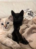 Siamese kat, Dieren en Toebehoren, Katten en Kittens | Raskatten | Korthaar, Kater