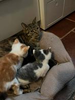 Jonge kitten, Dieren en Toebehoren, Katten en Kittens | Raskatten | Korthaar, Meerdere dieren, Ontwormd