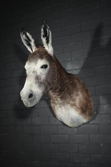opgezette ezel donkey taxidermy geprepareerde samsshop beschikbaar voor biedingen