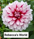 Diverse kleuren Dahlia's, Tuin en Terras, Bloembollen en Zaden, Ophalen of Verzenden, Voorjaar, Volle zon, Knol