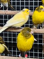 Raza kanarieman, Mannelijk