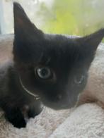 Kittens te koop, Dieren en Toebehoren, Katten en Kittens | Raskatten | Korthaar, Meerdere dieren, Ontwormd