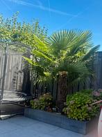 Palmboom, 100 tot 250 cm, Zomer, Palmboom, Ophalen