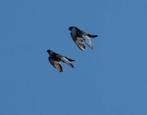 Moroncelo 5 koppels, Dieren en Toebehoren, Vogels | Duiven, Meerdere dieren, Kropper