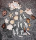 Set schelpen en zeester (set 2), Verzamelen, Mineralen en Fossielen, Ophalen of Verzenden, Schelp(en)