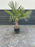 Trachycarpus Fortunei palmboom Stamhoogte 20/30 cm, Minder dan 100 cm, Zomer, Volle zon, Ophalen
