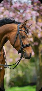 Spaanse pony, Dieren en Toebehoren, Hengst