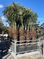 MOOIE DIKKE GOED GEWORTELDE WINTERHARDE TRACHYCARPUS PALMEN., In pot, Halfschaduw, Ophalen of Verzenden, Lente