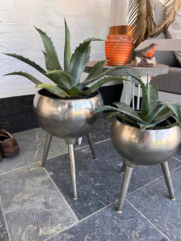Prachtige agaves beschikbaar voor biedingen