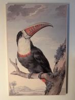 Schilderij kaketoe vintage groot formaat, Antiek en Kunst, Ophalen of Verzenden