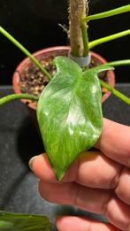 Philodendron Florida Ghost, Huis en Inrichting, Kamerplanten, Ophalen, Halfschaduw, Minder dan 100 cm
