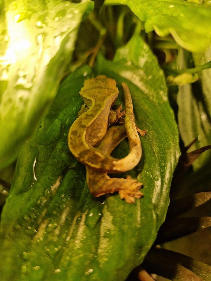 3 jonge wimper gekkos