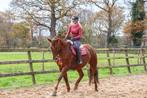 Lieve KWPN merrie, Dieren en Toebehoren, Paarden, Merrie, Recreatiepaard