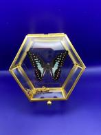 vlinder Graphium in vitrine, Verzamelen, Dierenverzamelingen, Ophalen of Verzenden, Nieuw, Insect, Opgezet dier