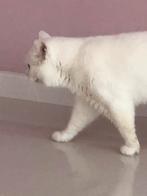 Brits korthaar te koop en als dekkater aangeboden, Dieren en Toebehoren, Katten en Kittens | Raskatten | Korthaar, Kater, Gechipt