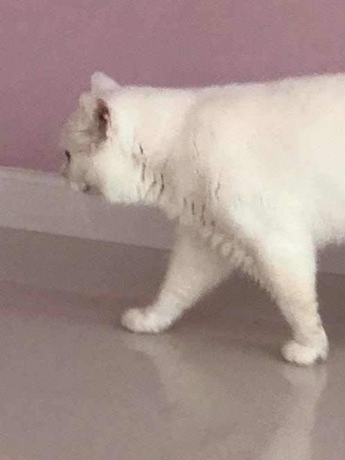 Brits korthaar te koop en als dekkater aangeboden, Dieren en Toebehoren, Katten en Kittens | Raskatten | Korthaar, Kater, Gechipt