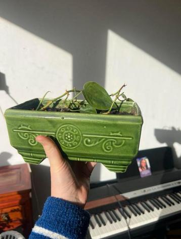 Philondendron in sierpot beschikbaar voor biedingen