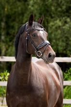 Stoere 8 jarige merrie!, Dieren en Toebehoren, Paarden, Merrie, Gechipt, M, Dressuurpaard