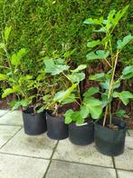 Vijgenbomen (verschillende soorten) incl. 38 liter kweekpot!, Tuin en Terras, Planten | Fruitbomen, Ophalen, Minder dan 100 cm