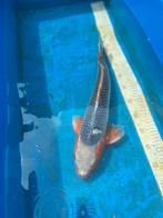 Asagi, Karper of Koi