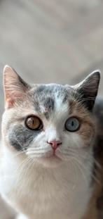 Britse korthaar bicolour met stamboom, Dieren en Toebehoren, Katten en Kittens | Raskatten | Korthaar, 0 tot 2 jaar, Met stamboom