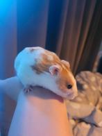 Hamster te koop inclusief toebehoren!, Dieren en Toebehoren, Knaagdieren, Hamster, Februari, Vrouwelijk, Tam
